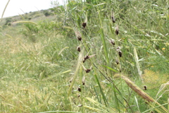 Clavicipitaceae