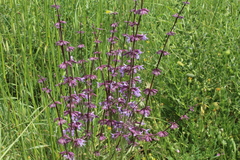 Salvia judaica