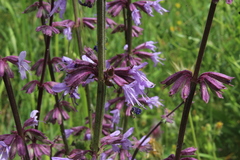 Salvia judaica