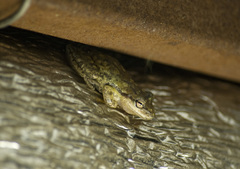 Scinax nasicus