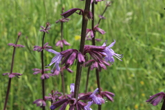 Salvia judaica