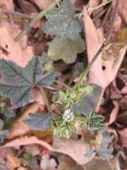 Malva parviflora