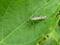 Tenthredo subolivacea