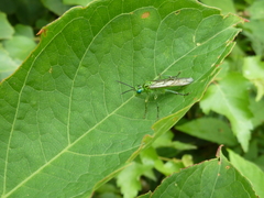 Tenthredo subolivacea
