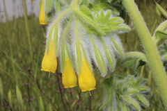 Onosma gigantea