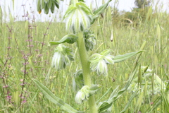 Onosma gigantea
