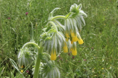 Onosma gigantea