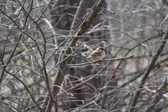 Passer montanus