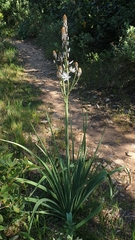 Asphodelus albus