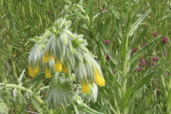 Onosma gigantea