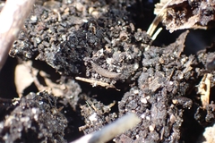 Insecta