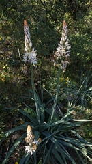 Asphodelus albus