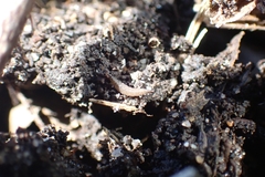 Insecta