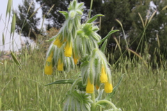 Onosma gigantea