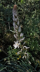 Asphodelus albus