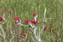 Helichrysum sanguineum