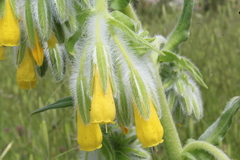 Onosma gigantea