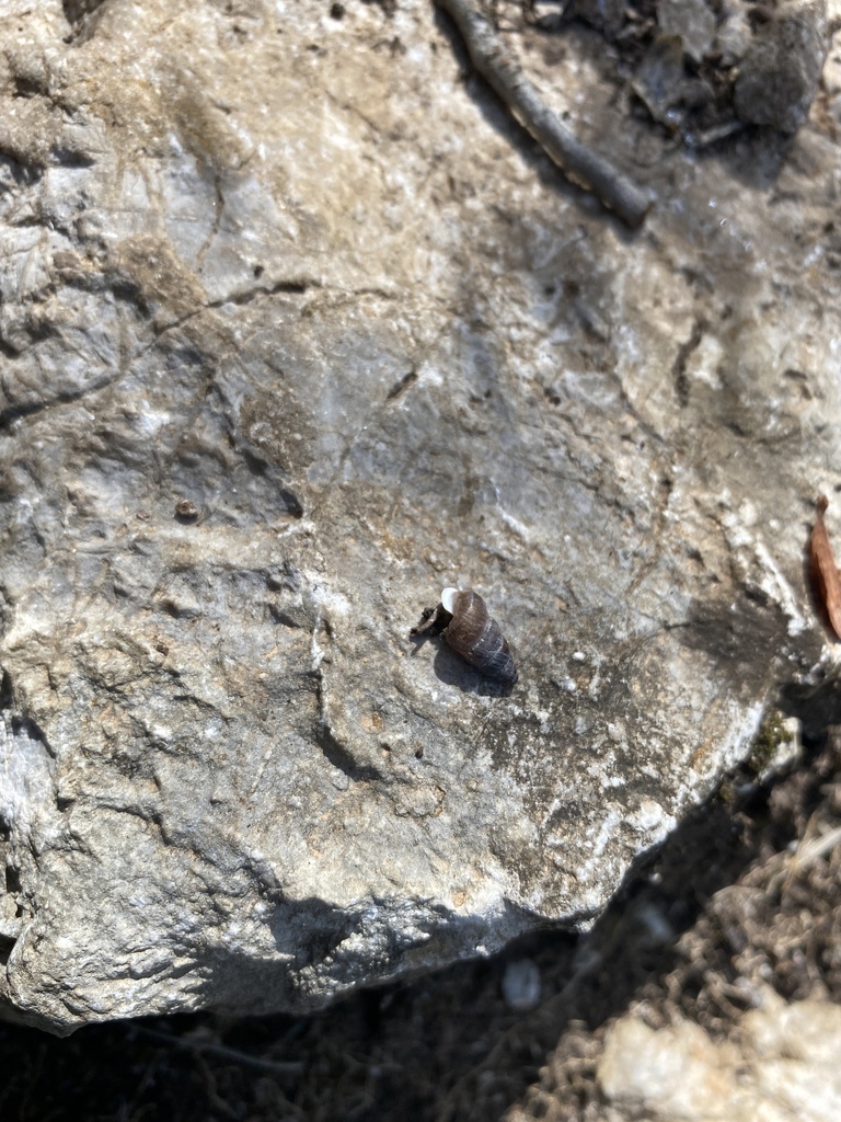 Obscurella martorelli