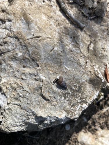 Cochlostome cendré