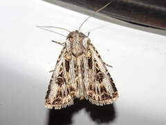 Agrotis radians