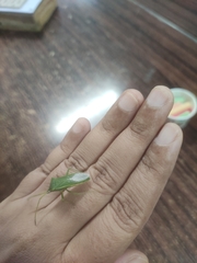 Homoeocerus lacertosus