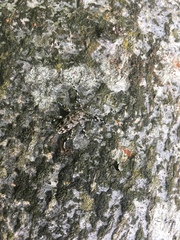 Aegomorphus clavipes