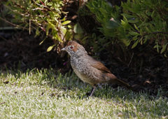 Dasyornis broadbenti