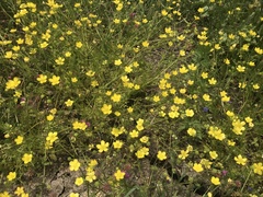 Ranunculus scandicinus