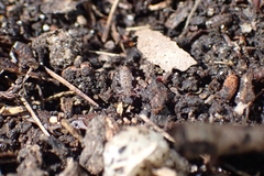 Orchesella villosa