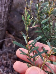 Acacia hamiltoniana