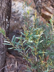 Acacia hamiltoniana