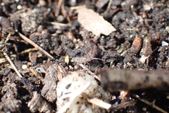 Orchesella villosa
