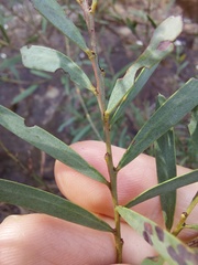 Acacia hamiltoniana