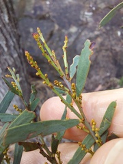 Acacia hamiltoniana