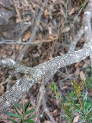 Acacia hamiltoniana
