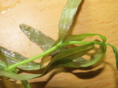 Hygrophila polysperma