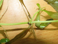 Hygrophila polysperma