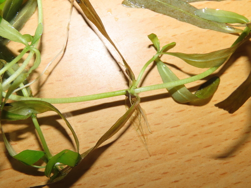 Image of Hygrophila polysperma by (c) chiuluan, some rights reserved (CC BY)