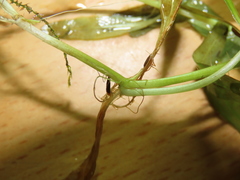Hygrophila polysperma