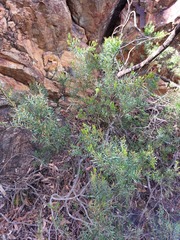Acacia hamiltoniana