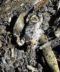 Pseudophryne semimarmorata