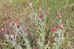 Helichrysum sanguineum
