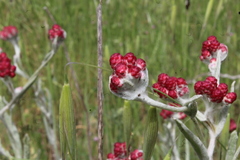 Helichrysum sanguineum