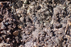Araneae