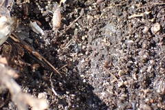 Araneae