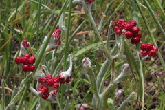 Helichrysum sanguineum