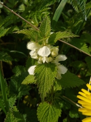 Lamium album