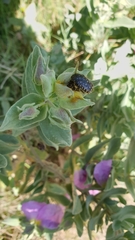 Oxythyrea funesta