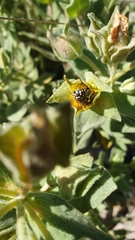 Oxythyrea funesta