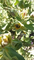 Oxythyrea funesta